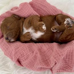 Goldendoodle puppies from Mini Goldendoodle Paws 🐾