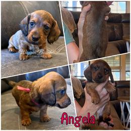 Angela - Red female Dachshund puppy in Sulphur Springs, Texas from Waggin Beach Paradise Doxies