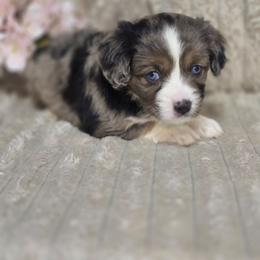 Eclair - Blue female Companion Cross puppy in Decatur, Illinois from Petite Pups