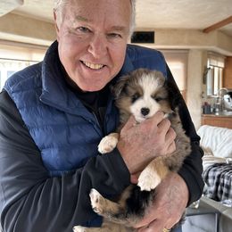 Miniature Australian Shepherd Puppies from Small Town Aussies