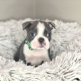 Boston Terrier Puppies from Kline Kennels