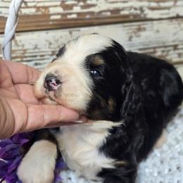 Oreo - Tri-color male Bernedoodle puppy in Austin, Texas from Austin Doodles & Poodles