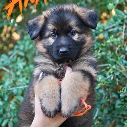 Anakin - Sable male German Shepherd puppy in Canton, Texas from WILDWOOD GERMAN SHEPHERDS
