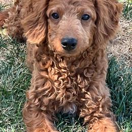Rusty - Red male Bernedoodle puppy in Caldwell, Idaho from Treasure Valley Poodles