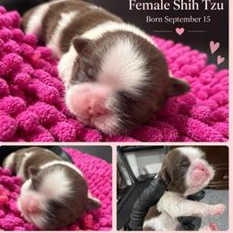Bella - Liver and white female Shih Tzu puppy in Hesperia, California from Maria's Shih Tzus