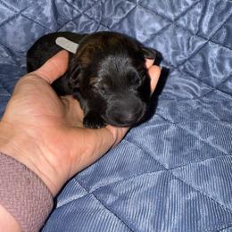 Miller - Sable female German Shepherd puppy in Pennock, Minnesota from Shakopee Creek German Shepherds