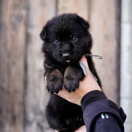 LaCroix - Bi-color female German Shepherd puppy in Dacula, Georgia from FuryHaus German Shepherds