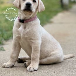 Labrador Retriever Puppies from Circle H Labradors