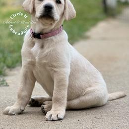 Labrador Retriever Puppies from Circle H Labradors