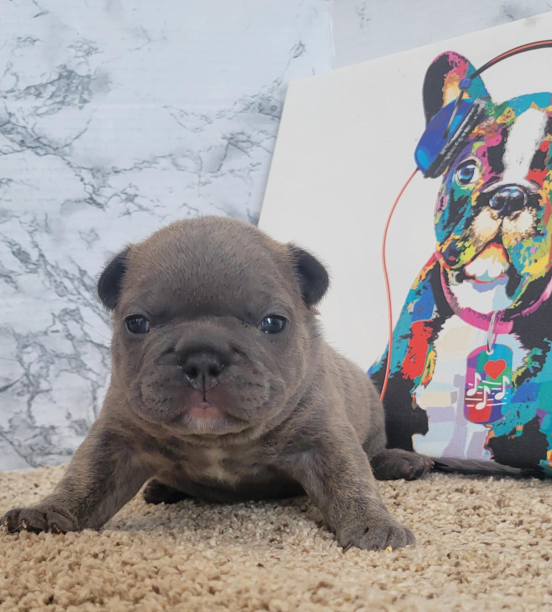 French Bulldog Puppies from Zoomie Time Frenchies