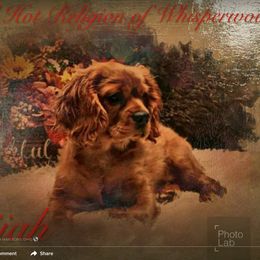 Cavalier King Charles Spaniel Puppies from Whisper Wood Acres
