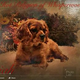 Cavalier King Charles Spaniel Puppies from Whisper Wood Acres