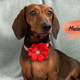Madam KoKo - Dachshund