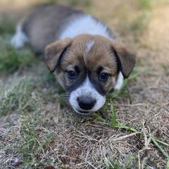 Girl 2 - female Sporty Mix puppy in Woodland, Washington from MB Acres Corgis