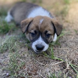 Girl 2 - female Sporty Mix puppy in Woodland, Washington from MB Acres Corgis
