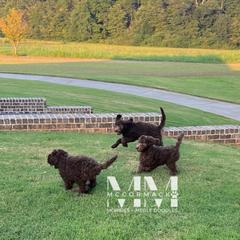 Double Doodle and Morkie Puppies from McCormack Morkies + Merle Doodles