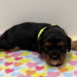 Sophie (mint green collar) - Black and tan female Cavalier King Charles Spaniel puppy in Ocala, Florida from Ray of Sunshine Spaniels LLC