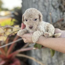 Boy 5 - Cream Goldendoodle puppy in Bradenton, Florida from Doodle Acres