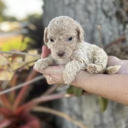 Boy 5 - Cream Goldendoodle puppy in Bradenton, Florida from Doodle Acres