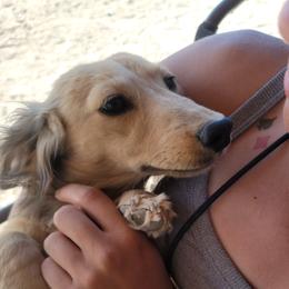 Kvasier - Dachshund