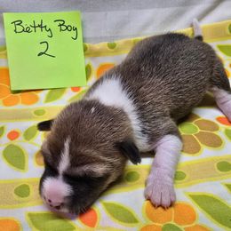 Boy 2 - Red and white male Basenji puppy in Caldwell, Texas from Candyce Witte