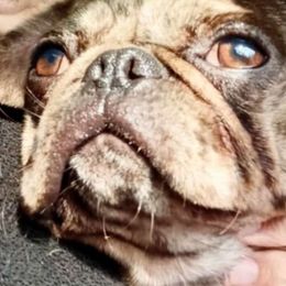Patches - Pug