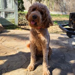 Sadie - Goldendoodle