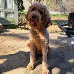 Sadie - Goldendoodle