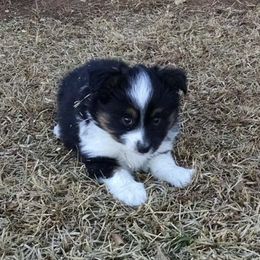 Miniature Australian Shepherd Puppies from Mikki's Toy Aussies