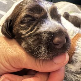 Wirehaired Pointing Griffon Puppies from Gunpowder Griffons