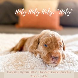 Holy - Apricot male Goldendoodle puppy in Marietta, Georgia from Reece + Co Doodles & Poodles