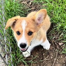 Geronimo - Sable male Pembroke Welsh Corgi puppy in Millsap, Texas from Punchy Pembroke Ranch