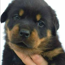 Purple - Black and mahogany female Rottweiler puppy in Waverly Hall, Georgia from Dragonflytkennels