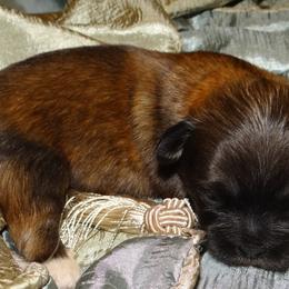 AKC Yonten - Lhasa Apso puppy from GyanGanj Lhasa Apso