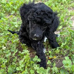 Carney - Black male Poodle puppy in Bakersfield, California from Jewells Poodles