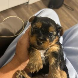 Male 1 - Black and tan male Yorkshire Terrier puppy in Kissimmee, Florida from Bebe AKC Puppies