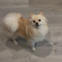 Hachi - Pomeranian