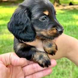 MARIO AKC HEALTH GUARENTEE - Brindle male Dachshund puppy in El Dorado, Arkansas from LovelylilDoxies