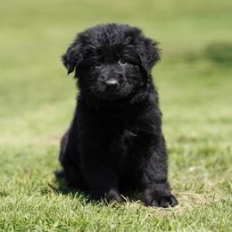 Pink Ribbon - Black female German Shepherd puppy in Howard City, Michigan from Sherman's Shepherds