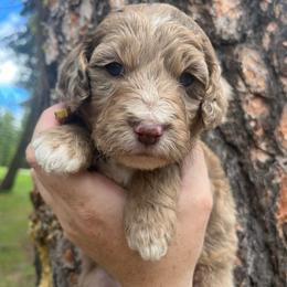 Willow yellow collar - Red merle female Aussiedoodle puppy in Clarkston, Washington from Doodle & Poodle Palace