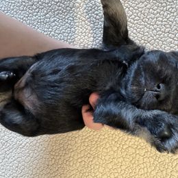Mary - Black and silver female Miniature Schnauzer puppy in Crestview, Florida from 850Schnauzers