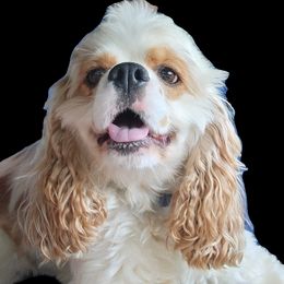 Leroy - Cocker Spaniel