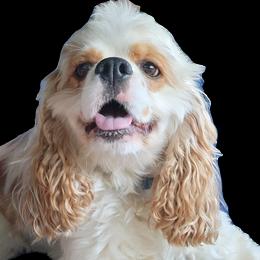 Leroy - Cocker Spaniel