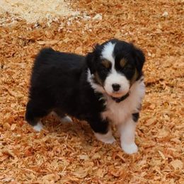 Australian Shepherd and Golden Retriever Puppies from Barking Creek Ranch