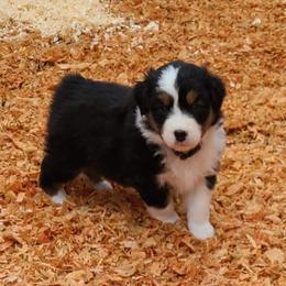 Australian Shepherd and Golden Retriever Puppies from Barking Creek Ranch