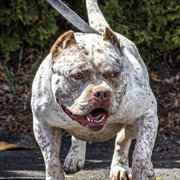 Spotz - American Bully