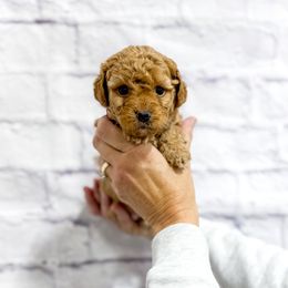 Gingerbread - Red  male Goldendoodle puppy in Jackson, Tennessee from Doodlebug Farms