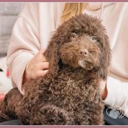 Jerri - Brown male Cockapoo puppy in Connersville, Indiana from Deaz Doodle Ranch