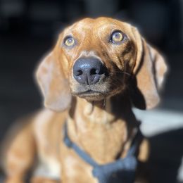 Mabel - Dachshund