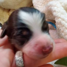 Miniature Australian Shepherd Puppies from Barnyard Mini Aussies
